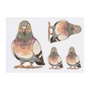 4 x 'Pigeon Standing' Temporary Tattoos - Water Resistant, Skin-Safe,