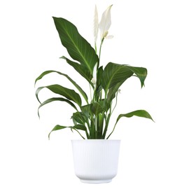 Peace Lily Plant, Houseplant Decor in 6" White Pot, Easy Flowering Gift, Peace Lilies, Indoor Plants, Spathiphyllum Gifts, Office Plants, Decorative Plants & Houseplants by Plants for Pets