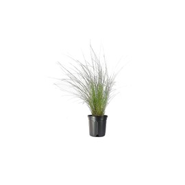 Muhly Grass - 3 Live Gallon Size Plants - Muhlenbergia Capillaris - Hairawn Muhly | Drought Tolerant Pink Blooming Ornamental Grass