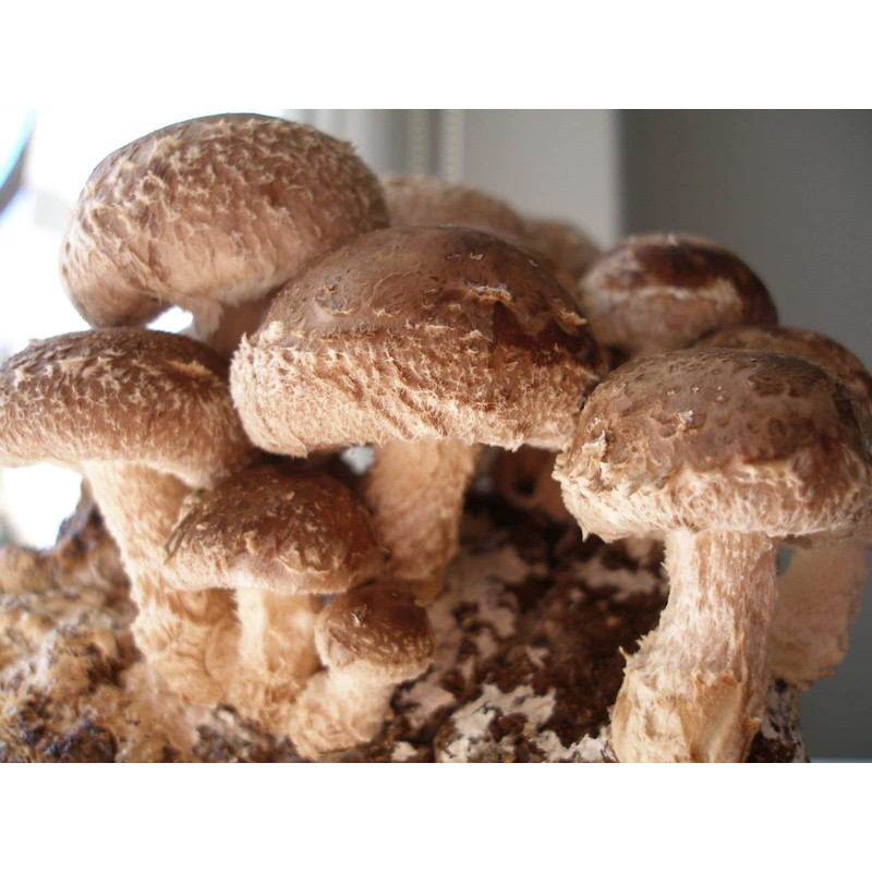 CEMEHA SEEDS - Shiitake Mushrooms Non GMO for Planting Mycelium