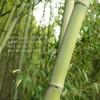 Seeknit Umber 2 Needle with Beads, 9.1 inches (23 cm)