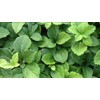 Pachysandra Terminalis 'Green Carpet' Groundcover - 100 Bare Root Plants
