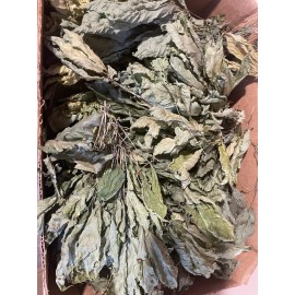 Wild American Ginseng Leaf Extract 1Fl Oz Dropper Bottle