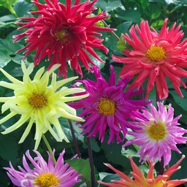 Outsidepride 1000 Seeds Annual Dahlia Cactus Flower Seed Mix for Planting