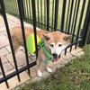Dog Harness Safety Collar Prevent Fall Puppy Light and Comfortable