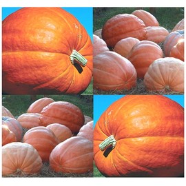 100 x Dill's Atlantic Giant Pumpkin Seeds - Record Breaking at 1689 LB competitions - by MySeeds.Co