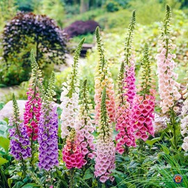 The Gardening World 20,000 FOXGLOVE Flower Seeds Digitalis Purpurea Lady's Glove Mixed colors