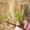 Organic Emmer Farro Seeds (200) / ANCIENT WHEAT / GRAIN