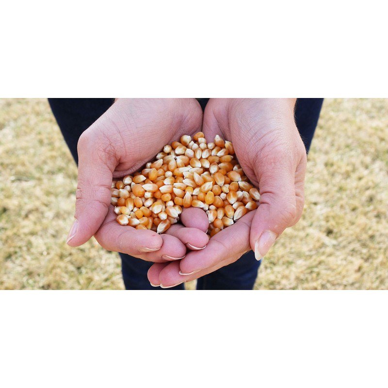 Preferred Popcorn Organic Popcorn, 28 Ounce bag, Pack of 4,