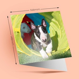 1 x Greeting Card English Bull Terrier Dog Puppy - Blank Birthday Celebration Anniversary #3256