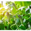 Plant Clips Plant Clips for Tomatoes, Roses, Cucumbers and Other