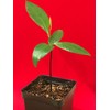 Black Sapote Diospyros Nigra Chocolate Pudding Seedling Plant Tropic Fruit
