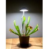 Northpoint LED 7 W Plant Light Plant Lamp Plant Lighting