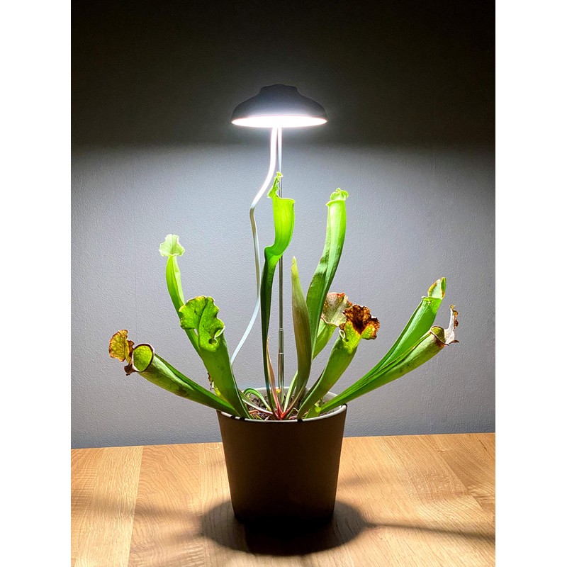 Northpoint LED 7 W Plant Light Plant Lamp Plant Lighting