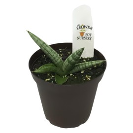Generic FlowerPotNursery Cylindrical Snake Plant Sansevieria cylindrica Boncel 4"" Pot, Green