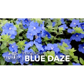 Blue Daze | 2 Large Gallon Size Plants | Evolvulus Glomerata | Low Maintenance Drought Tolerant Blooming Groundcover