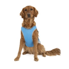 Canada Pooch Chill Seeker Dog Cooling Vest Water Evaporative and Adjustable Aqua - Size 16 (15-17" Back Length)
