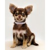 THAIN Rhinestones Cat Dog Collar Soft Velvet Safe Adjustable Collar