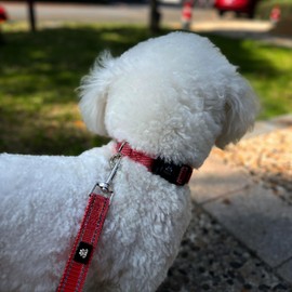 FURRYFECTION Reflective Dog Collar and Leash Set With Quick Release Buckle, Padded Neoprene Adjustable Nylon for Small Medium and Large Dogs (Medium Collar+5FT Leash, Red)