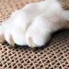 Cat Scratching Board Cat Premium Scratch Textures Cardboard Anti-Scratch Stress