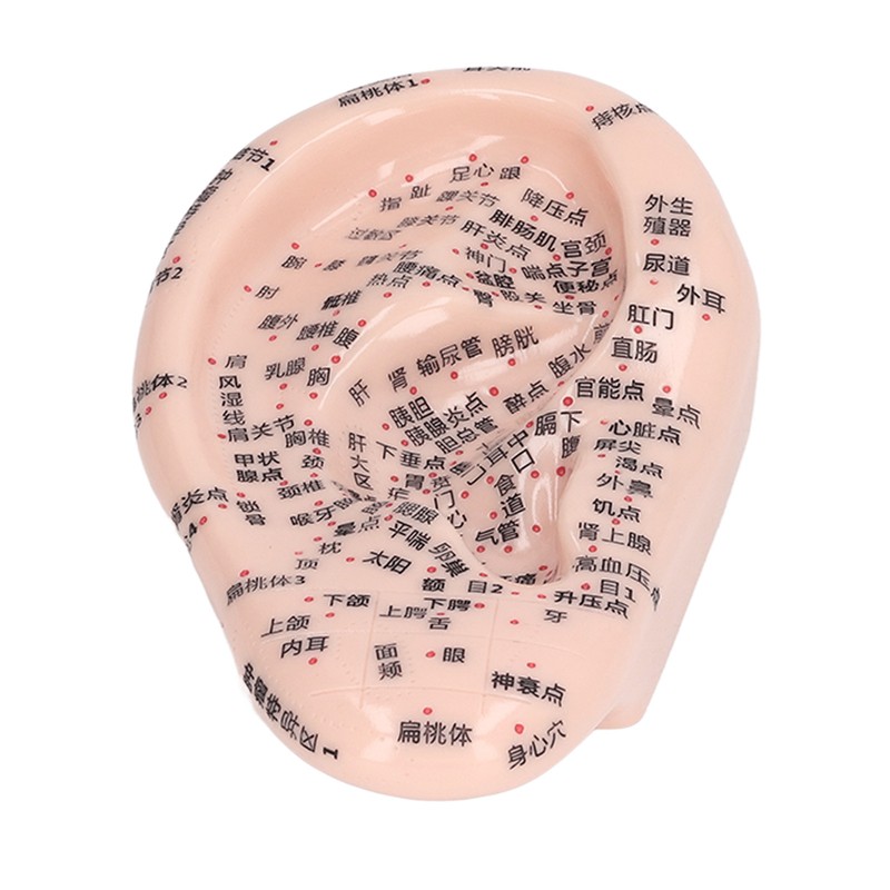 17cm Ear Point Probe 600pcs Auricular Patches Silicone Ear Model