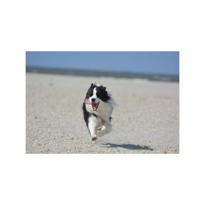 Logan Sheep Dog A1 Training Whistle - High Grade Aluminium