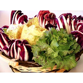 Italian Radicchio and Endive Chicory Mix Seeds for Planting About 500 Seeds
