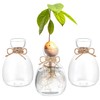 Hewory Glass Avocado Vase for Growing: 3 Pcs Acorn Vases