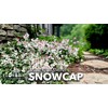 Asiatic Jasmine 'Snowcap' | 2 Large Gallon Size Plants |