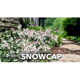 Asiatic Jasmine 'Snowcap' | 2 Large Gallon Size Plants | Trachelospermum Asiaticum Snowcap | Variegated Ground Cover Plants | Drought Tolerant Landscaping Vines