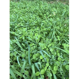 TnT Seed Company Peas, Oats, Vetch Garden Cover Crop Mix Seeds, Improves Soil Health, Weed Suppression, Nitrogen Fixation, Increases Biomass, No Fillers, 1 lb Bag