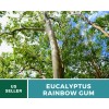 Southern Seeds Eucalyptus, Rainbow Gum Tree seeds (Eucalyptus deglupta)
