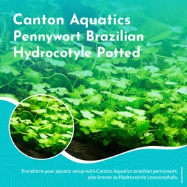 CANTON AQUATICS Brazilian Pennywort (Hydrocotyle Leucocephala) - Versatile Live Aquatic Plant & Lush Ground Cover - Ideal for Aquariums - Perfect for Oxygenation and Aesthetic Appeal - Potted