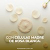 Teatrical Crema Aclarante Células Madre Rosa Blanca Que Trabajan Nivel