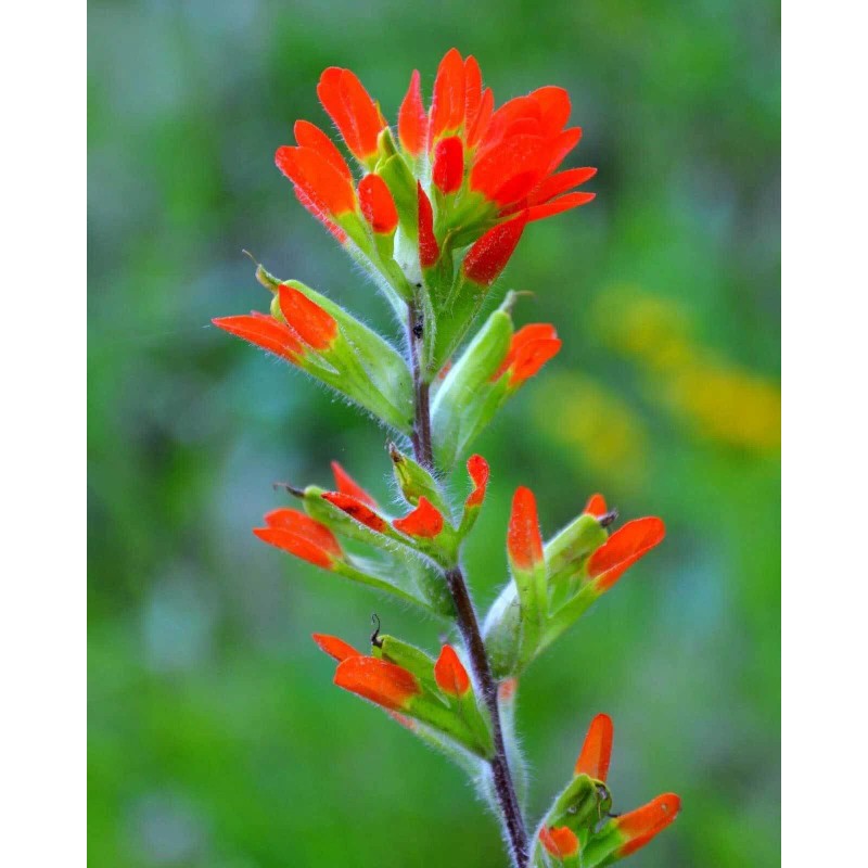 Buy Rare Seeds Castilleja coccinea | Scarlet Indian Paintbrush |