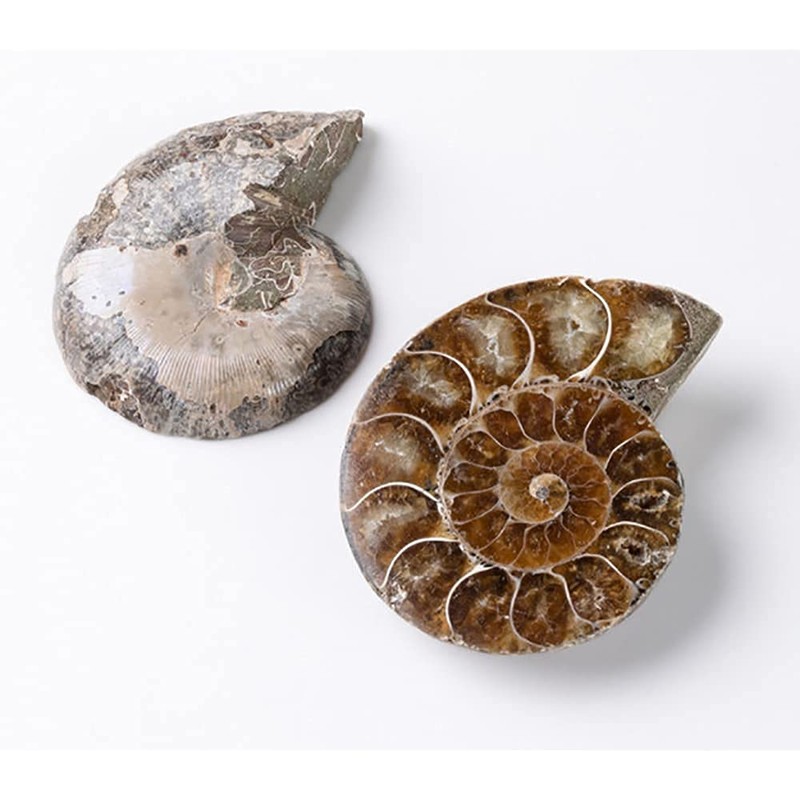 ANCLLO Ammonite Fossil Snail Specimen, Ammonite Fossil Specimen Shell Natural