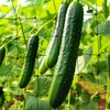 2Pack Elastic Trellis Netting, 80 * 80cm Plant Support Bean