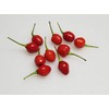 Wiri Wiri Chile Seeds 10+ Seeds