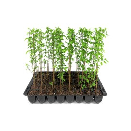 American Elm | 10 Live Trees | Ulmus Americana | Large Shade Canopy for Landscapes | Fast-Growing Deciduous Plants for Yards, Low Maintenance, Drought Tolerant