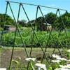 Apollo Gardening Ltd 52541 PEA & BEAN NET 4X2M