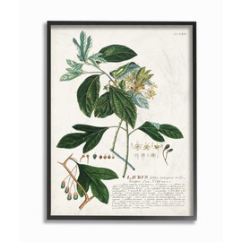 Stupell Industries Botanical Plant Illustration Green Leaves Vintage Design Black Framed Wall Art, 16x20