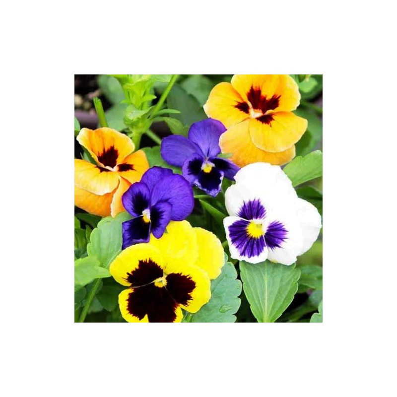 Pansy, Swiss Giant Mixed Color Flower Seeds, Pack of 2000+