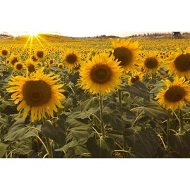 Dwarf Sunflower Seeds for Planting