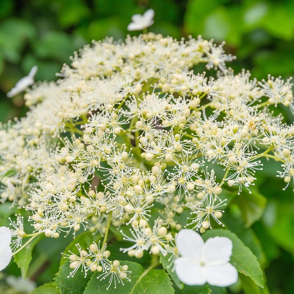50Pcs Climbing Hydrangea Seeds Hydrangea Anomala for Planting Climbing Vine