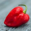 Birch & Meadow Whole Carolina Reaper Peppers, 16 Count, Whole