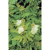 Caraway Great Herb by Seed Kingdom 1,500 Seeds