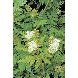 Caraway Great Herb by Seed Kingdom 1,500 Seeds