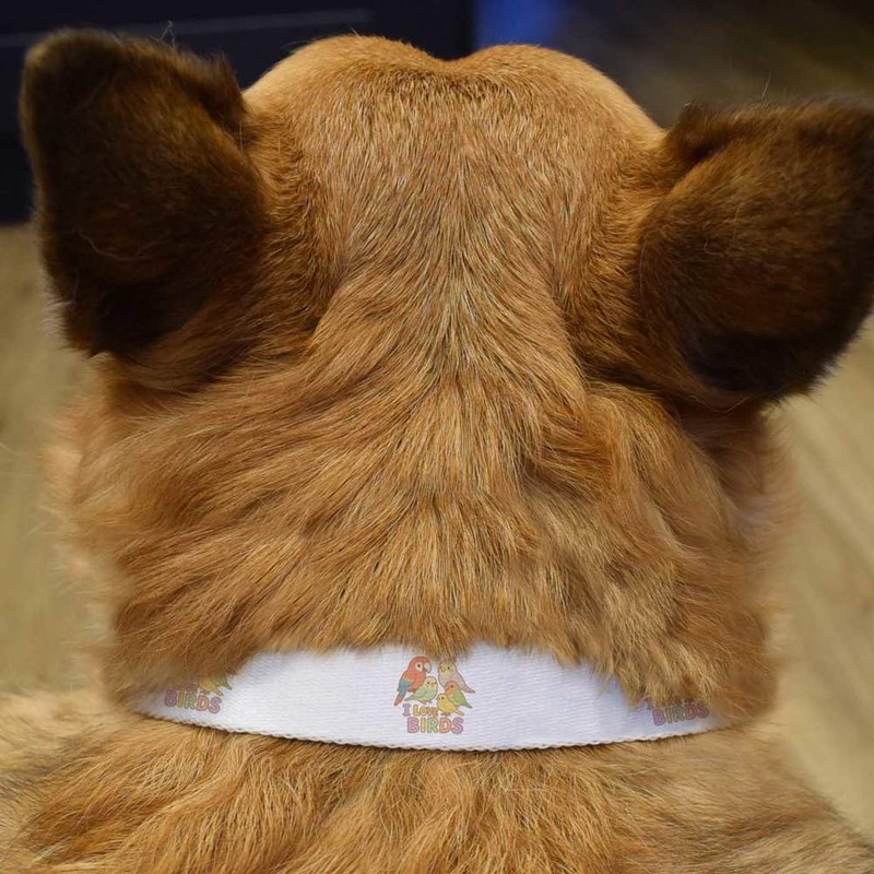 Small 'I Love Birds' Dog Collar (PR00067061)