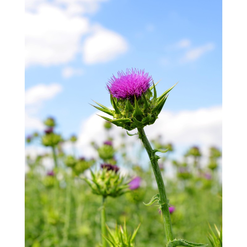 Herb Pharm Milk Thistle Seed Liquid Extract for Liver Function