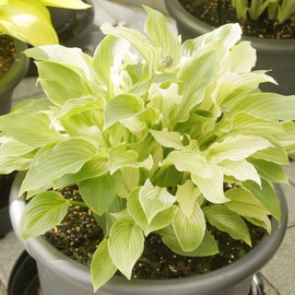 White Feather' Hosta Seeds Plantain Lily Perennial Showy Ornamental Hardy Containers Shade Garden Beds Outdoor Indoor 20Pcs Herb Seeds by YEGAOL Garden